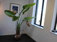 Plant in pot. hoogte pot 33 cm