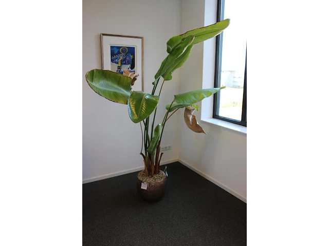 Plant in pot. hoogte pot 33 cm - afbeelding 2 van  3