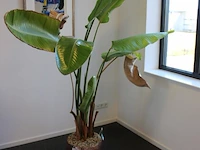 Plant in pot. hoogte pot 33 cm - afbeelding 2 van  3