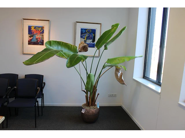 Plant in pot. hoogte pot 33 cm - afbeelding 3 van  3
