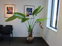 Plant in pot. hoogte pot 33 cm - afbeelding 3 van  3
