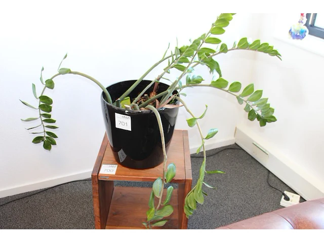 Plant in pot. hoogte pot 33 cm - afbeelding 1 van  2