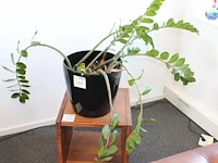 Plant in pot. hoogte pot 33 cm