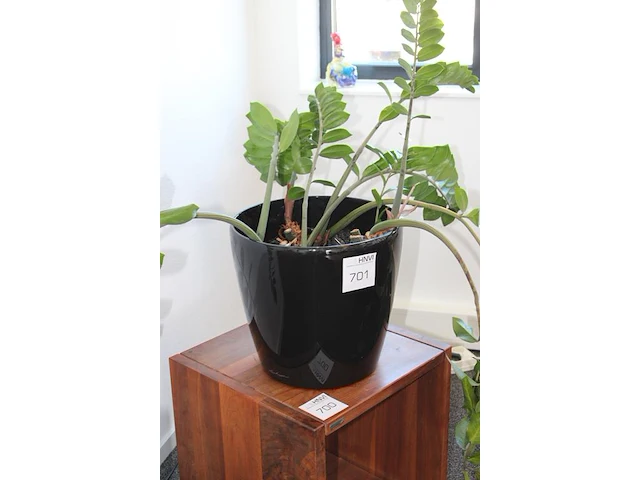 Plant in pot. hoogte pot 33 cm - afbeelding 2 van  2