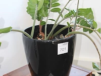 Plant in pot. hoogte pot 33 cm - afbeelding 2 van  2