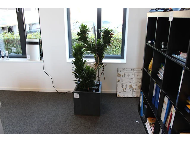 Plant in pot hoogte pot 40 cm. - afbeelding 1 van  2