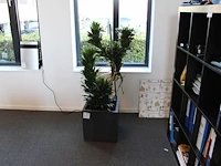 Plant in pot hoogte pot 40 cm.