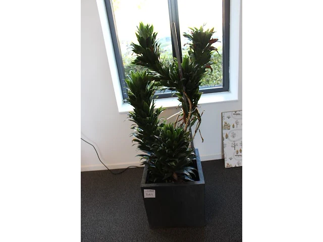 Plant in pot hoogte pot 40 cm. - afbeelding 2 van  2