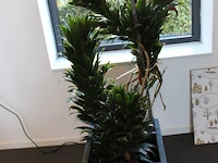Plant in pot hoogte pot 40 cm. - afbeelding 2 van  2