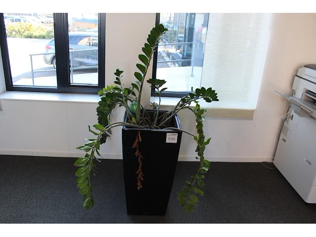 Plant in pot hoogte pot 75 cm. - afbeelding 1 van  2