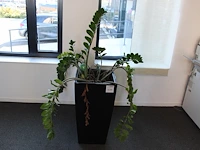 Plant in pot hoogte pot 75 cm.
