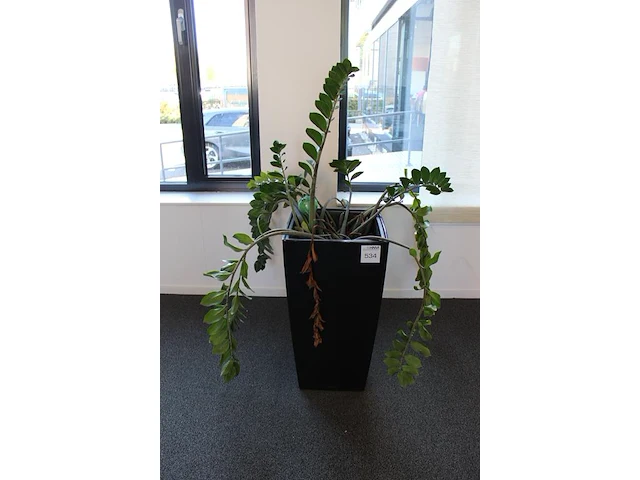 Plant in pot hoogte pot 75 cm. - afbeelding 2 van  2