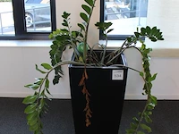Plant in pot hoogte pot 75 cm. - afbeelding 2 van  2
