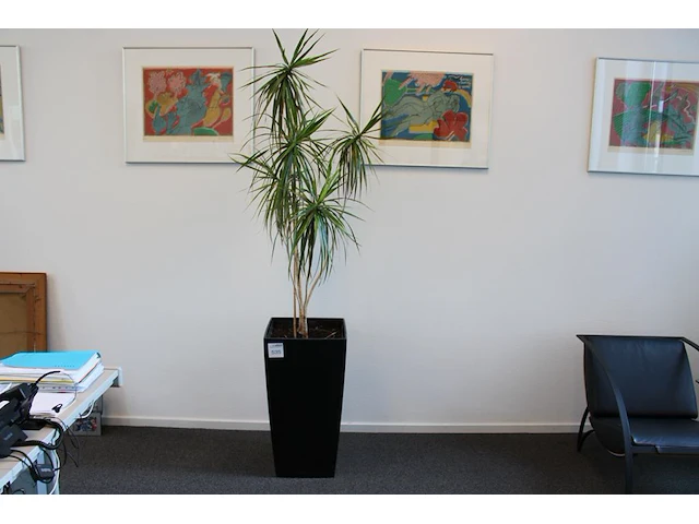 Plant in pot hoogte pot 75 cm. - afbeelding 1 van  2