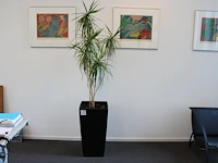 Plant in pot hoogte pot 75 cm.
