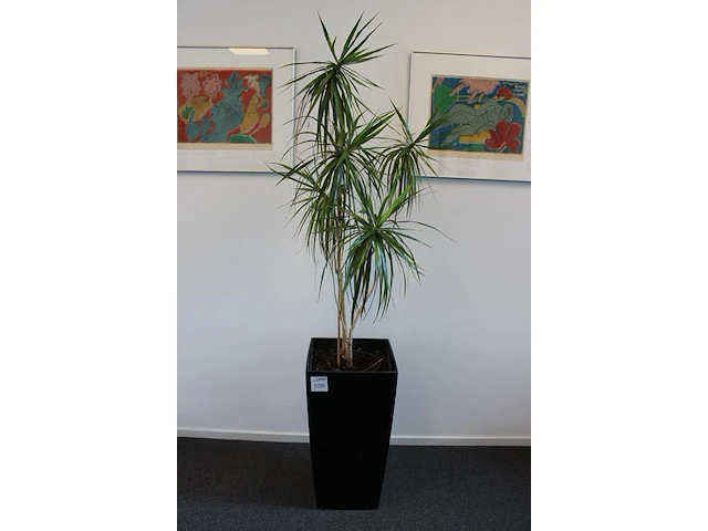 Plant in pot hoogte pot 75 cm. - afbeelding 2 van  2