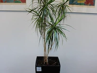 Plant in pot hoogte pot 75 cm. - afbeelding 2 van  2