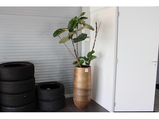Plant in pot. hoogte pot 92 cm. - afbeelding 1 van  2