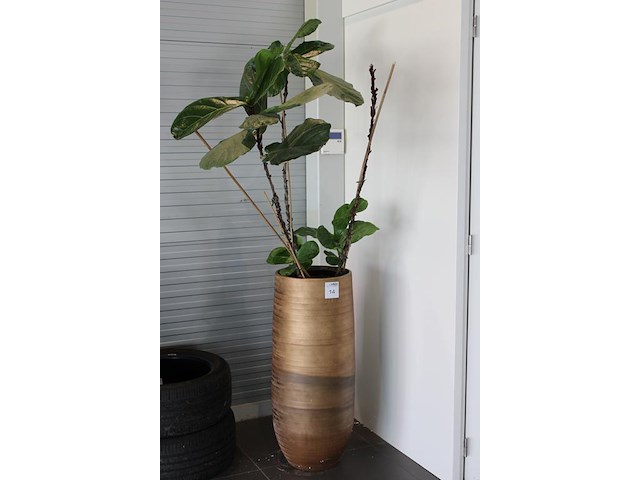 Plant in pot. hoogte pot 92 cm. - afbeelding 2 van  2