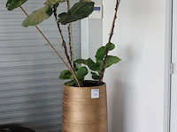 Plant in pot. hoogte pot 92 cm. - afbeelding 2 van  2