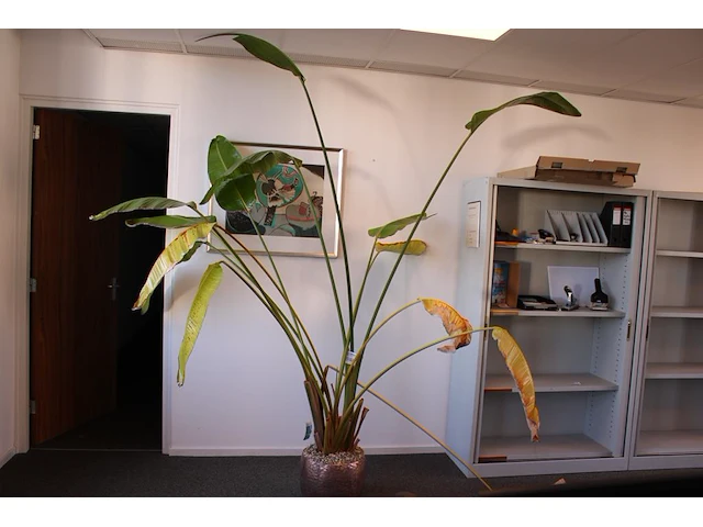 Plant in pot. hoogte pot ca. 33 cm - afbeelding 1 van  3
