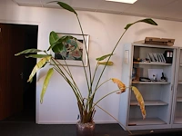 Plant in pot. hoogte pot ca. 33 cm
