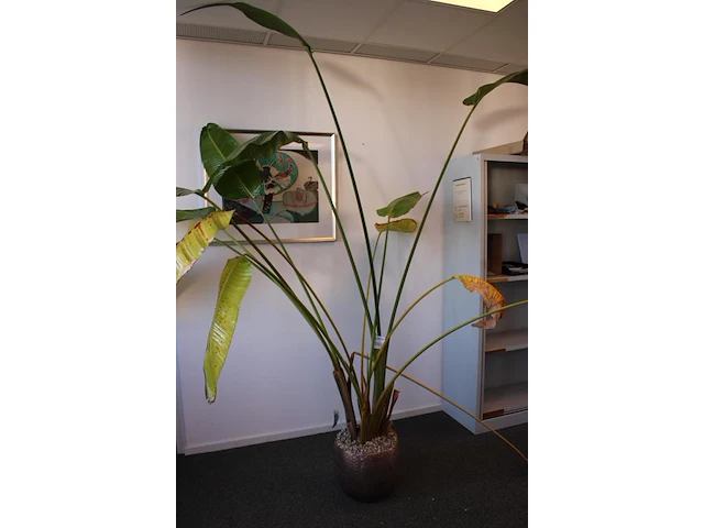 Plant in pot. hoogte pot ca. 33 cm - afbeelding 2 van  3