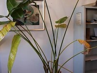 Plant in pot. hoogte pot ca. 33 cm - afbeelding 2 van  3