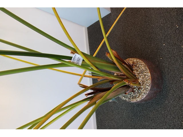 Plant in pot. hoogte pot ca. 33 cm - afbeelding 3 van  3
