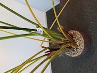 Plant in pot. hoogte pot ca. 33 cm - afbeelding 3 van  3