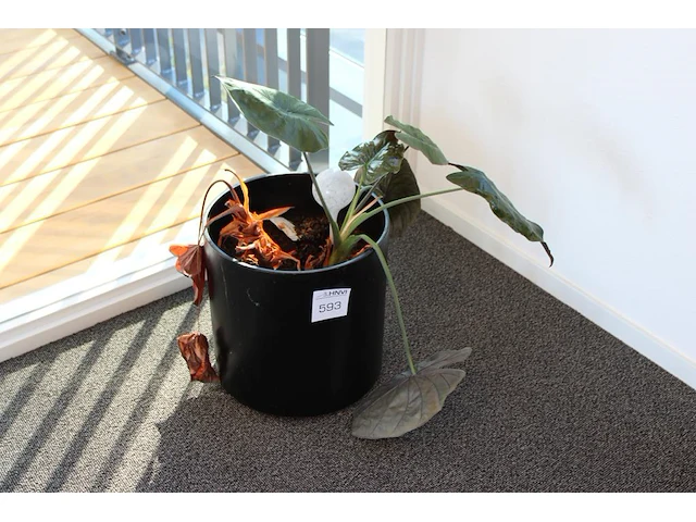 Plant in pot. hoogte pot ca. 38 cm - afbeelding 1 van  2