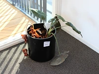 Plant in pot. hoogte pot ca. 38 cm