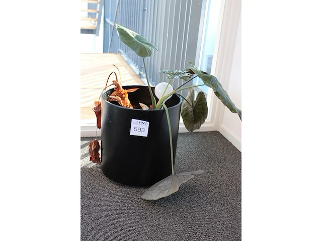 Plant in pot. hoogte pot ca. 38 cm - afbeelding 2 van  2