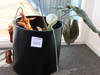 Plant in pot. hoogte pot ca. 38 cm - afbeelding 2 van  2
