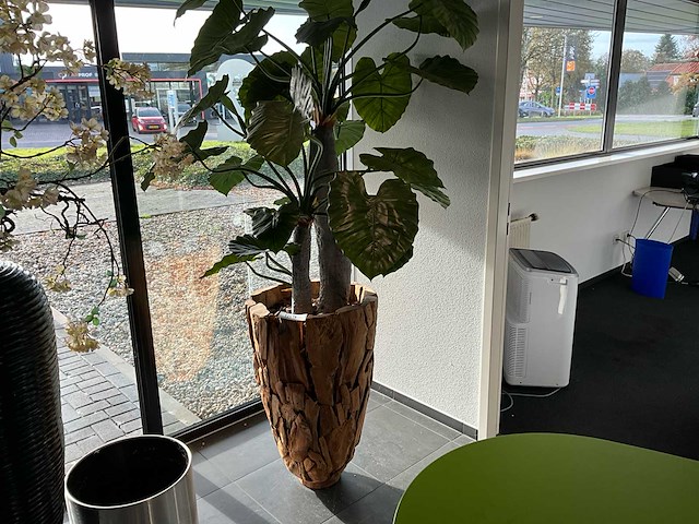 Plant in pot - afbeelding 1 van  3