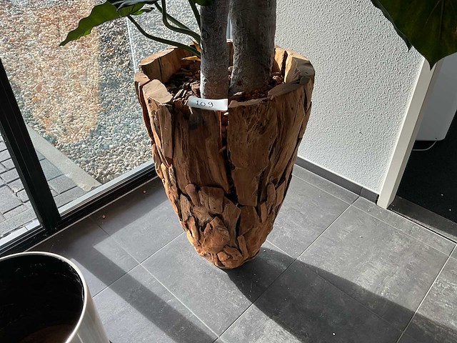 Plant in pot - afbeelding 2 van  3