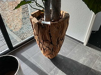 Plant in pot - afbeelding 2 van  3