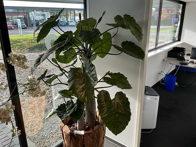 Plant in pot - afbeelding 3 van  3