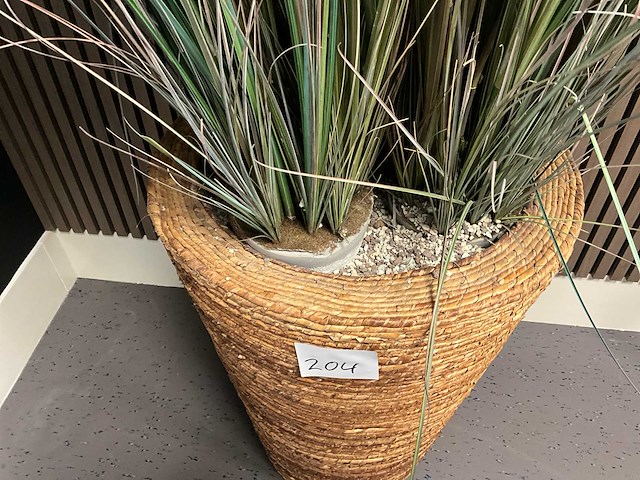 Plant in pot - afbeelding 3 van  4