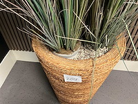 Plant in pot - afbeelding 3 van  4