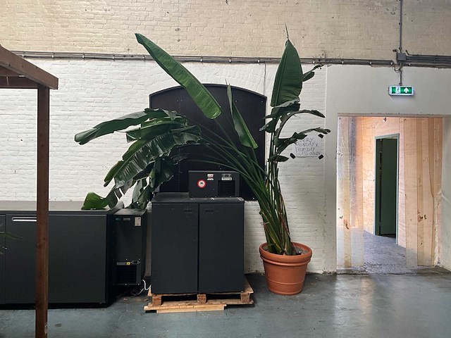 Plant in pot - afbeelding 1 van  5