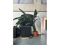 Plant in pot - afbeelding 2 van  5