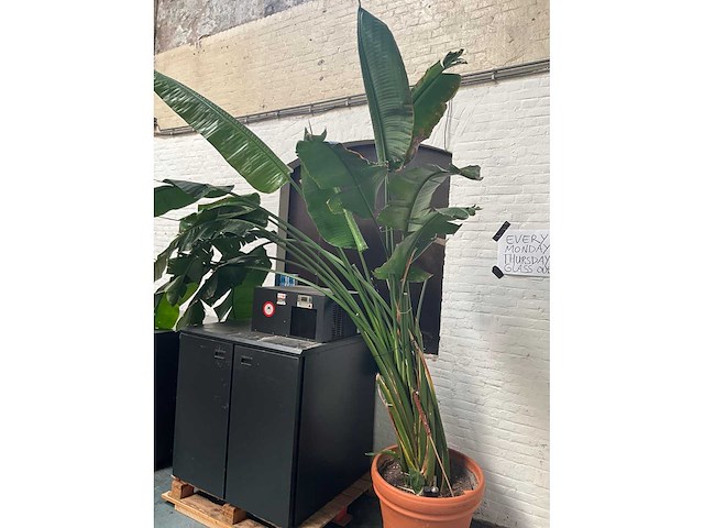 Plant in pot - afbeelding 3 van  5