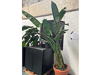 Plant in pot - afbeelding 3 van  5
