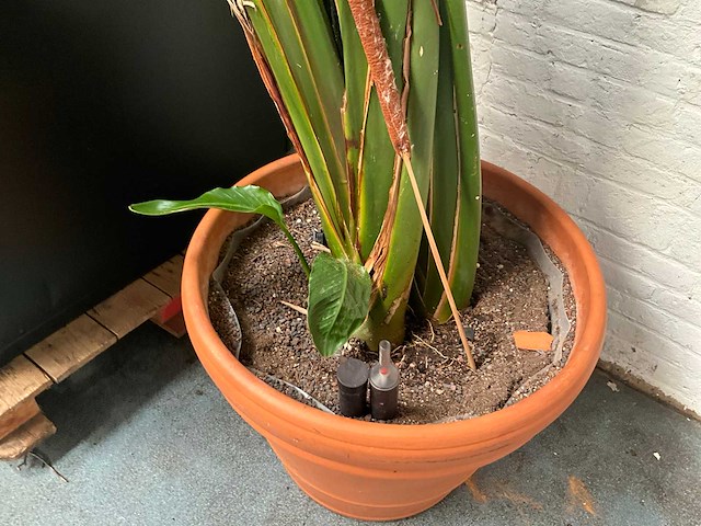 Plant in pot - afbeelding 4 van  5