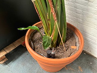 Plant in pot - afbeelding 4 van  5