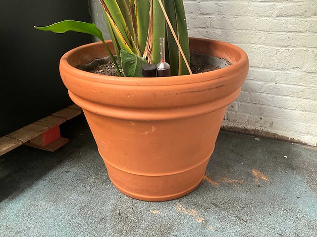 Plant in pot - afbeelding 5 van  5