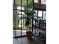Plant in pot - afbeelding 2 van  3