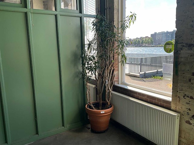 Plant in pot - afbeelding 1 van  5