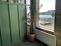 Plant in pot - afbeelding 1 van  5